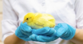 chicken