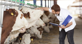 Feed additives